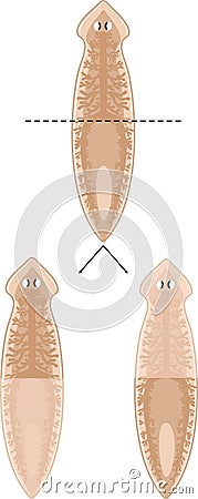 Planaria regeneration scheme Vector Illustration